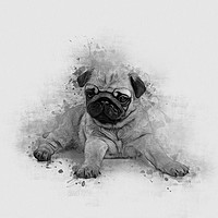 Buy canvas prints of Pug Art by Ian Mitchell