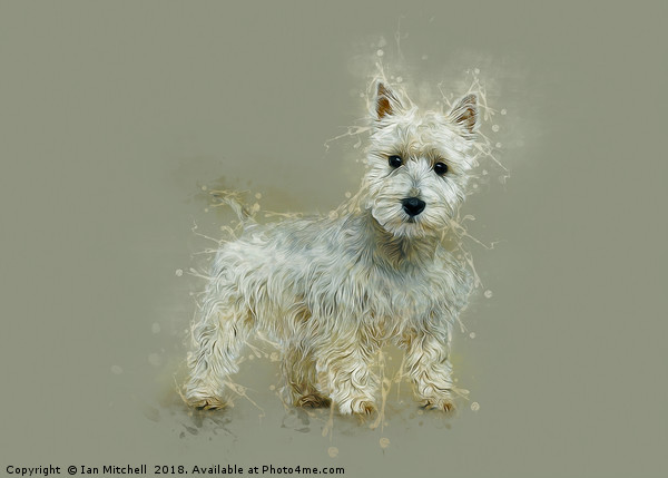 West Highland White Terrier Picture Board by Ian Mitchell