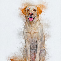 Buy canvas prints of Labrador Retriever by Ian Mitchell
