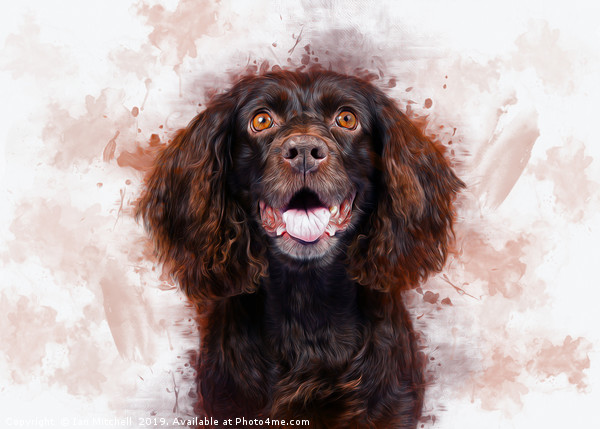 Spaniel Art Picture Board by Ian Mitchell