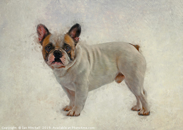 French Bulldog Picture Board by Ian Mitchell