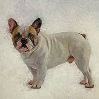 Buy canvas prints of French Bulldog by Ian Mitchell
