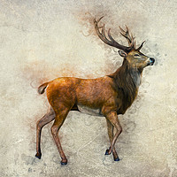 Buy canvas prints of Elk Art by Ian Mitchell