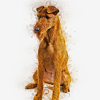 Buy canvas prints of Irish Terrier by Ian Mitchell
