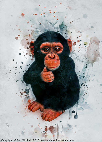 Baby Chimpanzee Art Picture Board by Ian Mitchell