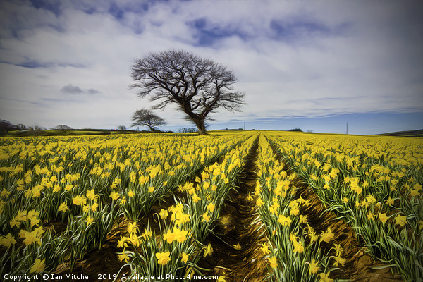 Daffodil Field Picture Board by Ian Mitchell
