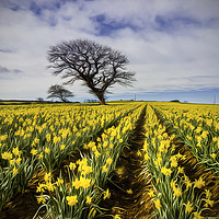 Buy canvas prints of Daffodil Field by Ian Mitchell