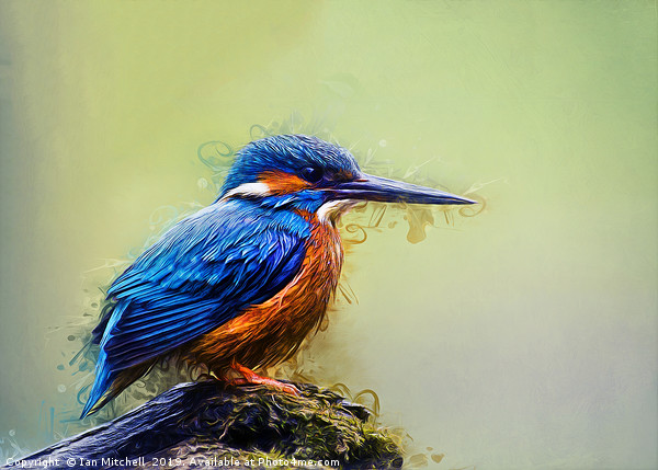 Kingfisher Picture Board by Ian Mitchell