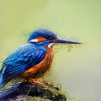 Buy canvas prints of Kingfisher by Ian Mitchell