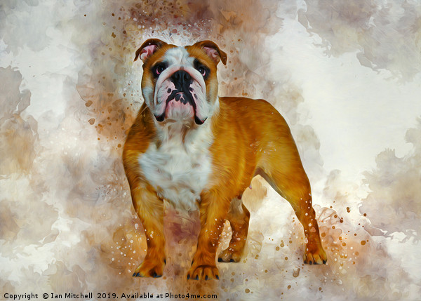 Bulldog Art Picture Board by Ian Mitchell