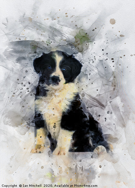 Border Collie Puppy Picture Board by Ian Mitchell