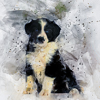 Buy canvas prints of Border Collie Puppy by Ian Mitchell