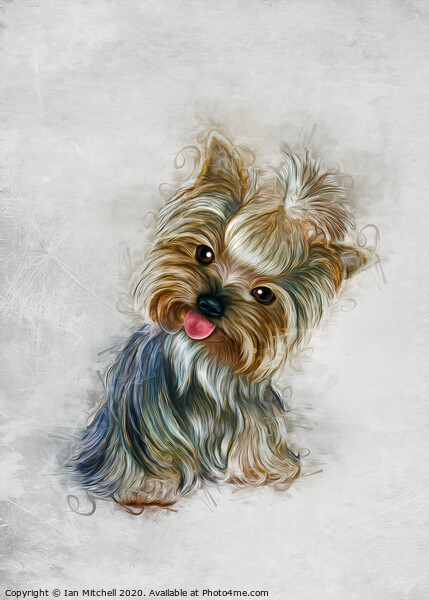 Yorkshire Terrier Art Picture Board by Ian Mitchell