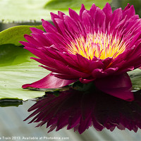 Buy canvas prints of Reflected Water Lily by Matthew Train