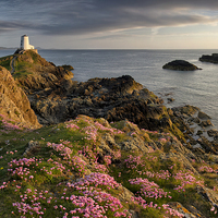 Buy canvas prints of Wildflower Lighthouse by Matthew Train