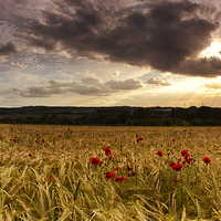 Buy canvas prints of  Poppy Field Sunset by Matthew Train