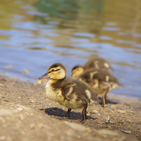 Buy canvas prints of  Cute Little Duckling by Canvas Prints by Kathy Chadwick