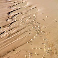 Buy canvas prints of Seagulls on the Beach by Stuart Vivian
