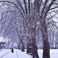 Buy canvas prints of Trees in Winter by Stuart Vivian
