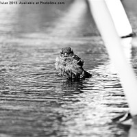 Buy canvas prints of Sparrow in the Fountain by Stuart Vivian