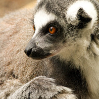 Buy canvas prints of Ring-Tailed Lemur by Stuart Vivian