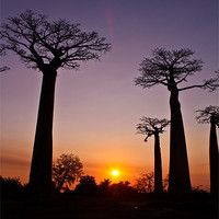 Buy canvas prints of Madagascar Baobabs by Stuart Vivian