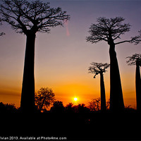 Buy canvas prints of Madagascar Baobabs #2 by Stuart Vivian