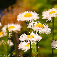 Buy canvas prints of Daisies in the Summer by Stuart Vivian
