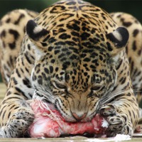Buy canvas prints of Jaguar by Rob Washington