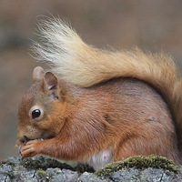 Buy canvas prints of  Red Squirrel by Rob Washington