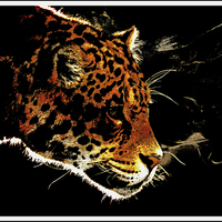 Buy canvas prints of  Jaguar by dave mcnaught