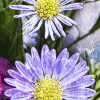 Buy canvas prints of  Purple Asters by dave mcnaught