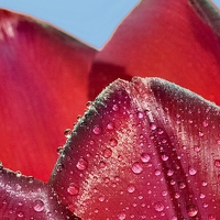 Buy canvas prints of  Waterdrops on Tulip by dave mcnaught