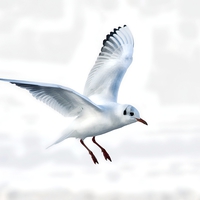 Buy canvas prints of  Gull in flight by dave mcnaught