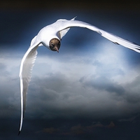 Buy canvas prints of Flight of the Gull by dave mcnaught