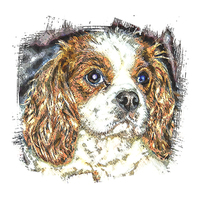 Buy canvas prints of  cavalier king charles spaniel by dave mcnaught