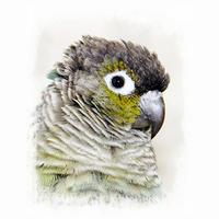 Buy canvas prints of  Greencheek Conure by dave mcnaught