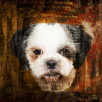 Buy canvas prints of  Shih Tzu Dog by dave mcnaught