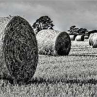 Buy canvas prints of  Black & White Hay Bales by dave mcnaught