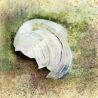 Buy canvas prints of  Shell in the sand by dave mcnaught