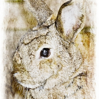 Buy canvas prints of  The Rabbit by dave mcnaught