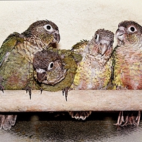 Buy canvas prints of The Conures by dave mcnaught