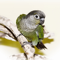 Buy canvas prints of  Greencheek Conure by dave mcnaught