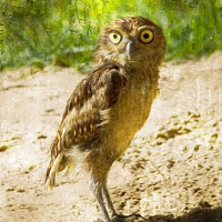 Buy canvas prints of  Burrowing Owl by dave mcnaught