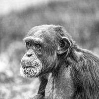 Buy canvas prints of The Chimp by dave mcnaught