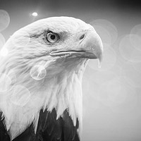 Buy canvas prints of Black and White Eagle  by dave mcnaught