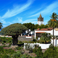 Buy canvas prints of El Drago Milenario in icod by Tenerife Memoriez
