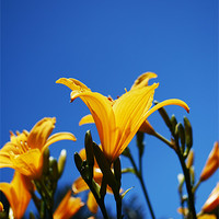 Buy canvas prints of Canary Yellow Lillies by Tenerife Memoriez
