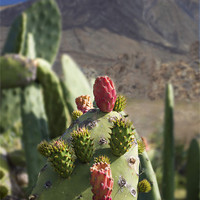 Buy canvas prints of Prickly Pear by Tenerife Memoriez