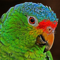 Buy canvas prints of Colourful Parrot by Rachel & Martin Pics